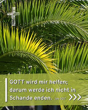 #sonntagsimpuls vom 29. April 2026

„GOTT, der HERR, wird mir helfen; darum werde ich nicht in Schande enden.“ Jes...