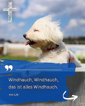 #sonntagsimpuls vom 03. August 2025
#windhauch #prioritäten #kohelet #weitblick